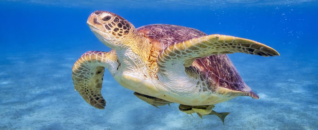 Florida Keys Ocean and Turtle